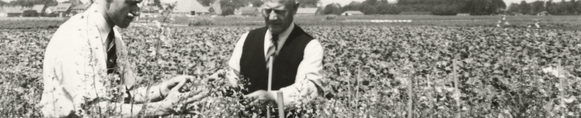 Seed production cabbage around 1940-1950. On the right: Cor Beemsterboer