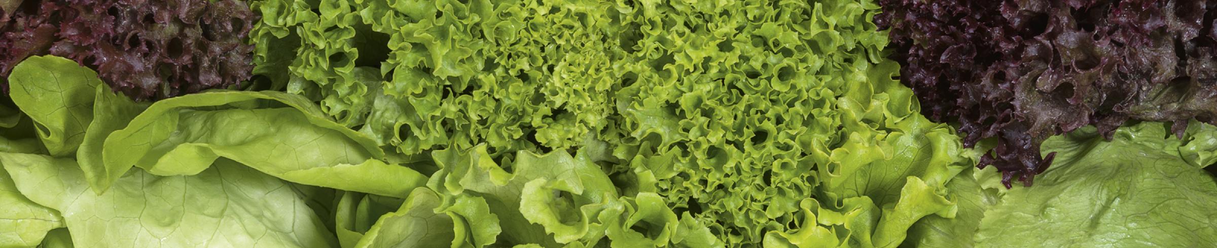 Lettuce