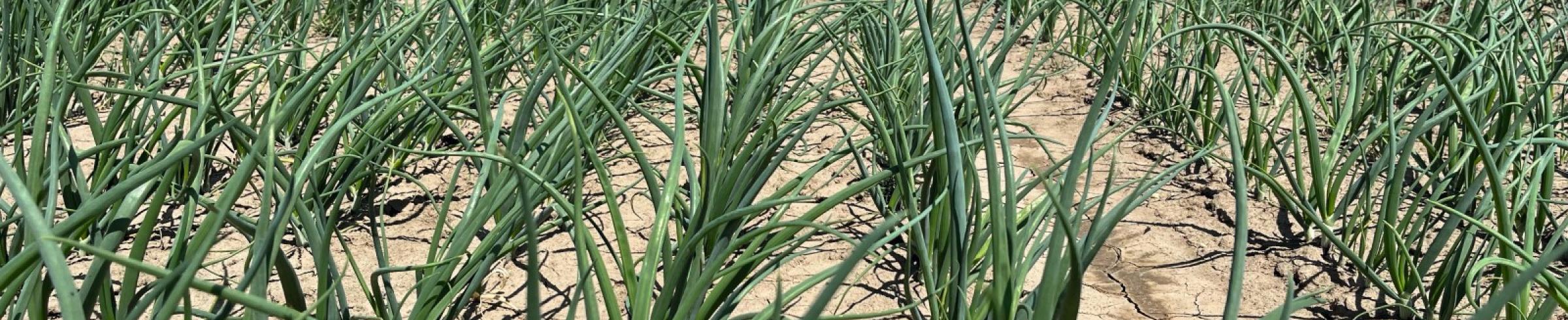 onion field