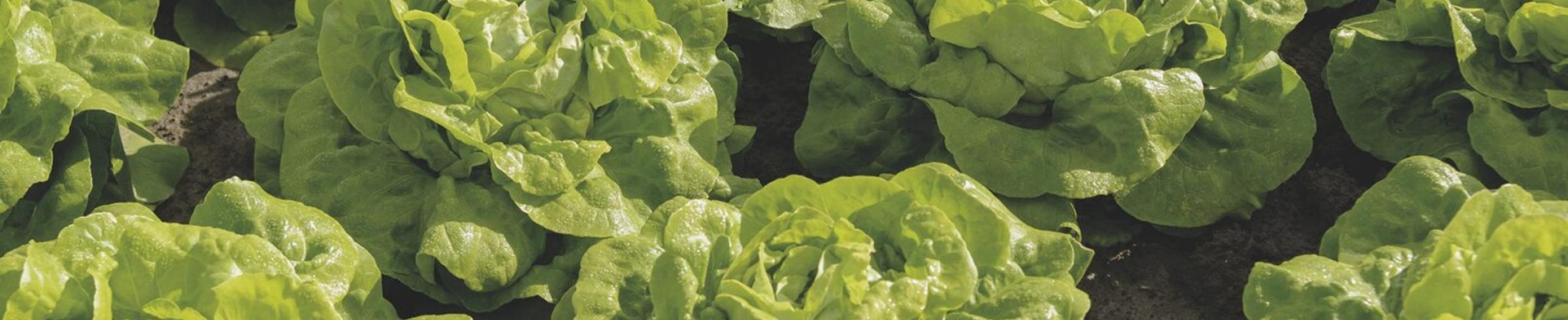Leafy crops
