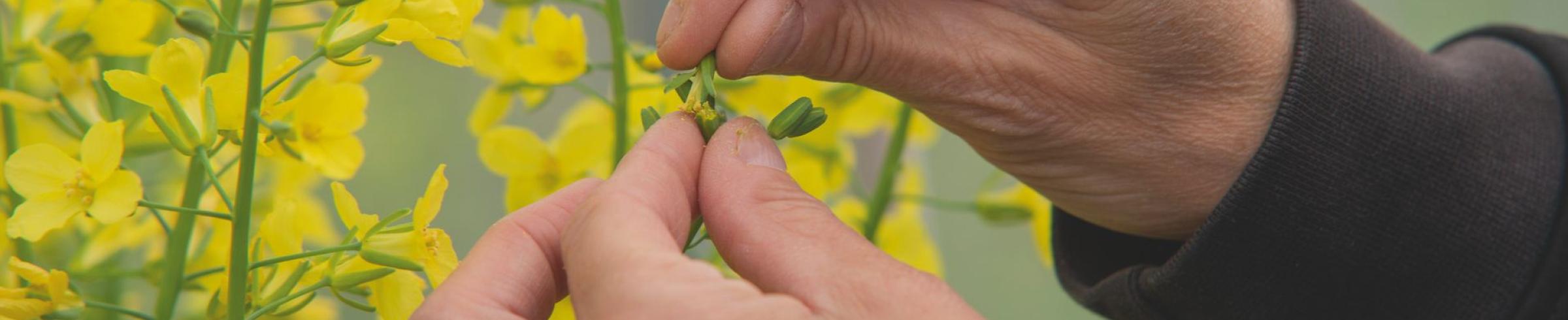 Breeding pollination