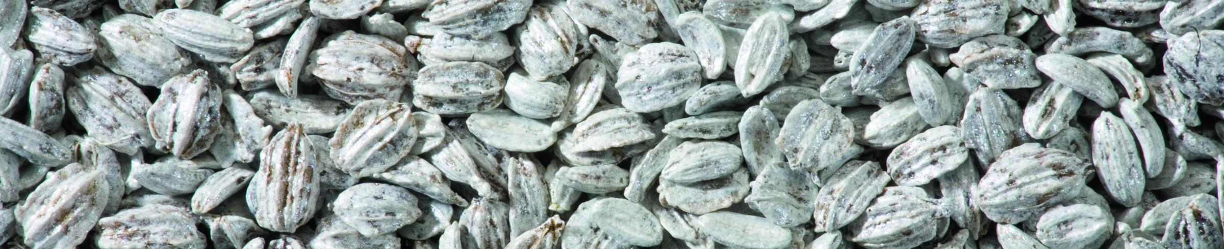 NCC coated seed of carrots