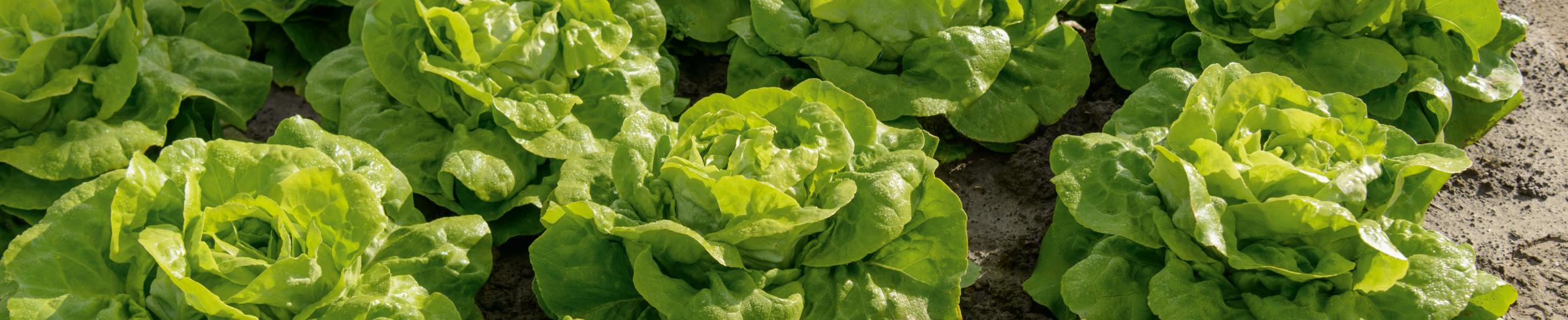 Lettuce Butterhead Fioris