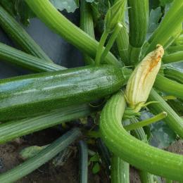 Courgettes
