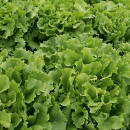 Endive