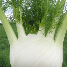 Fennel Triton