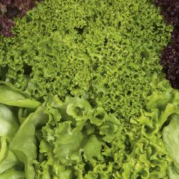Lettuce