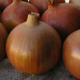 Header onion
