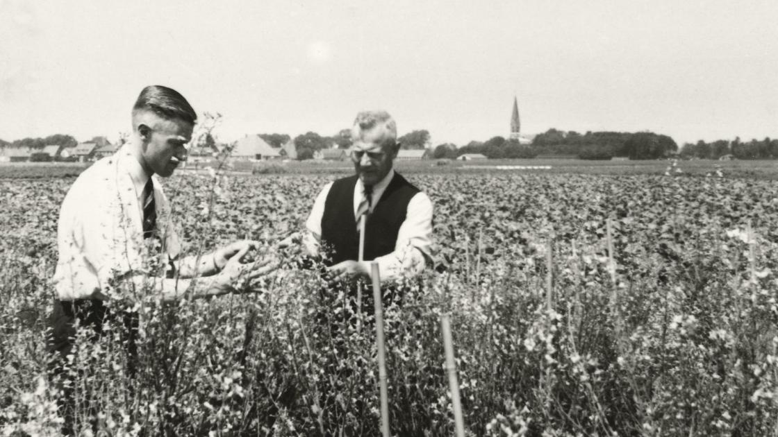 Seed production cabbage around 1940-1950. On the right: Cor Beemsterboer