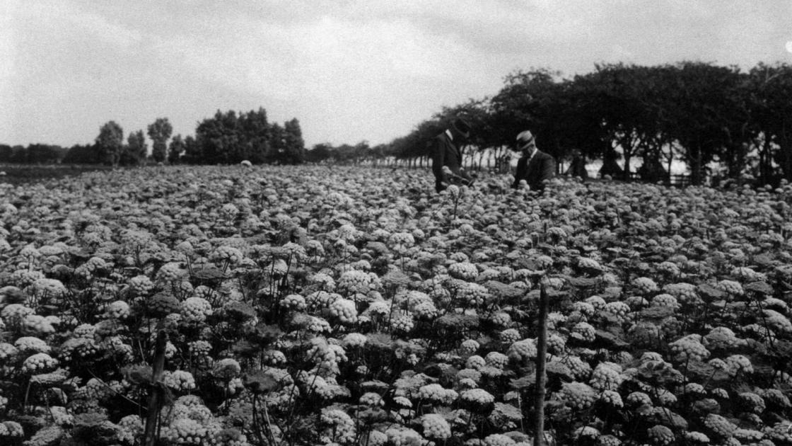  Carrot seed production field Beemsterboer Company. About 1950's.