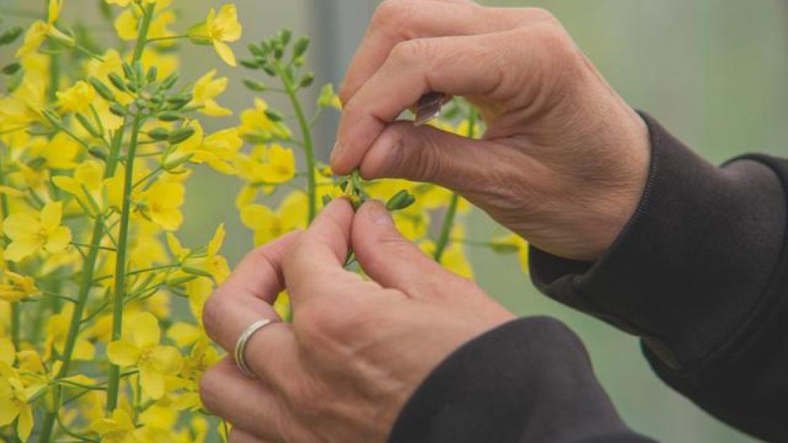breeding for organic