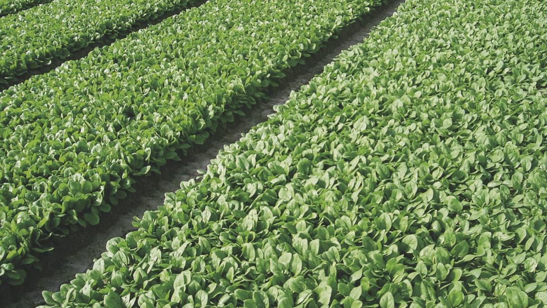 Leafy crops