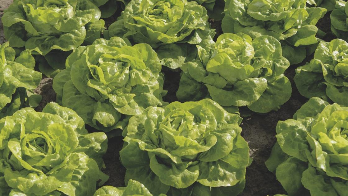 Leafy crops