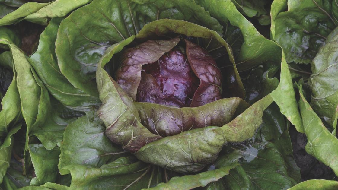 Leafy crops