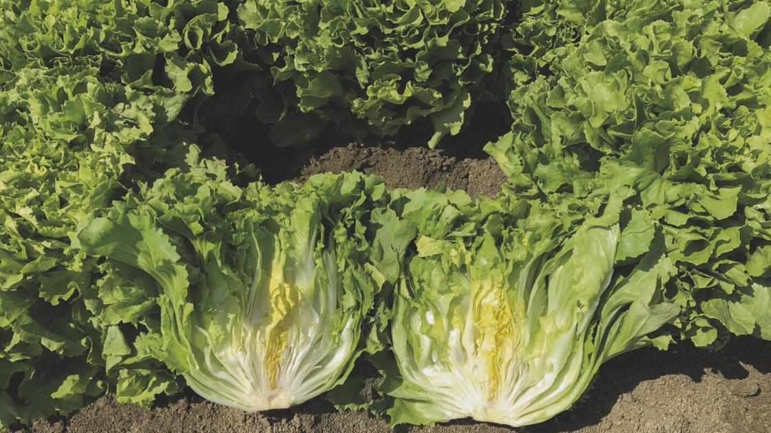 Leafy crops