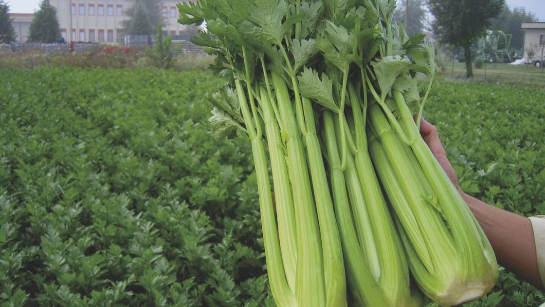 Leafy crops