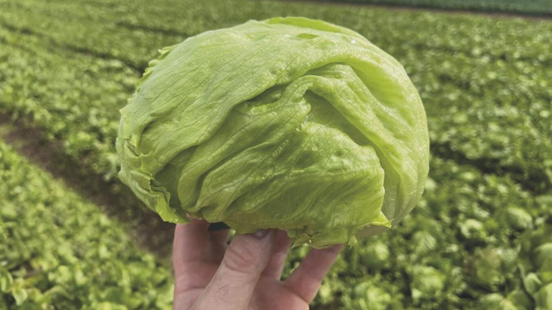 Leafy crops