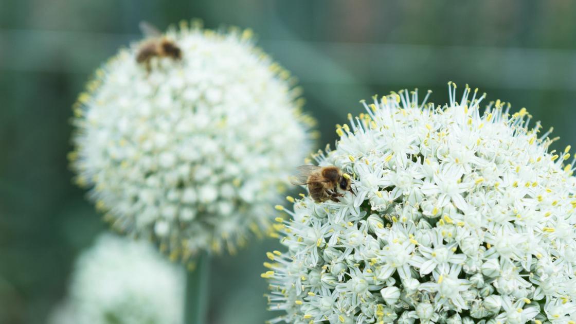 bees_and_bejo_1.jpg