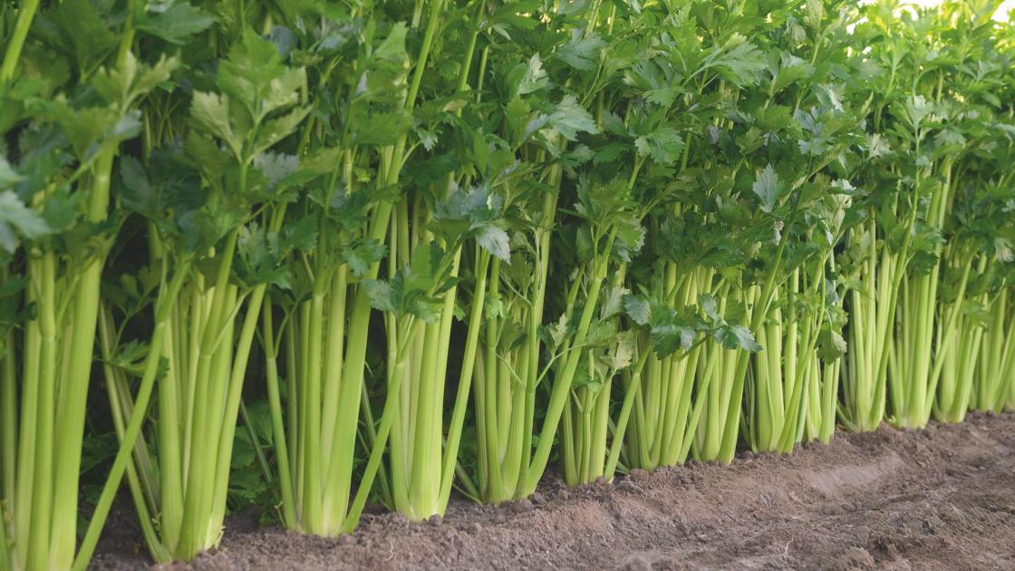 Celery
