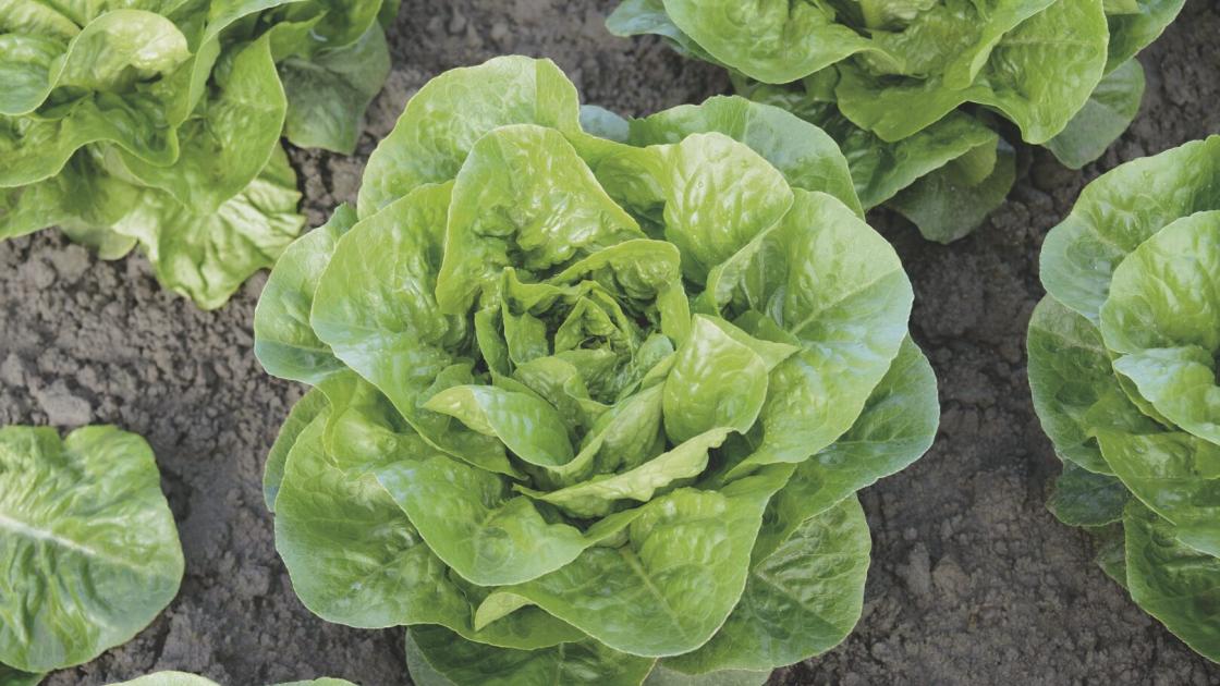 lettuce