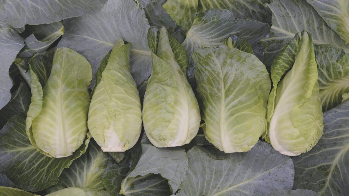 Emiliano Pointed Headed Cabbage