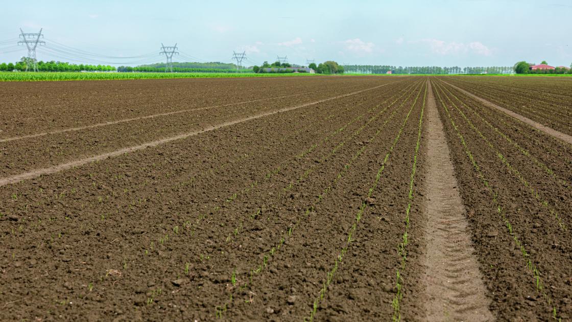 B-mox field