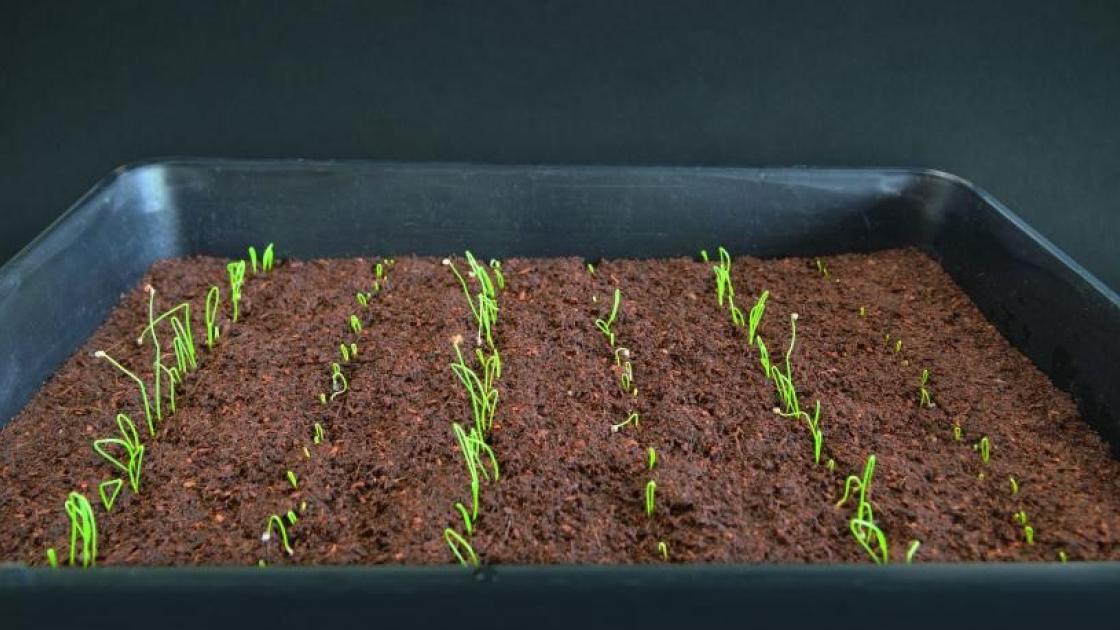 B-Mox® onion demo tray