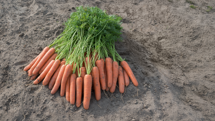 Carrot Novara