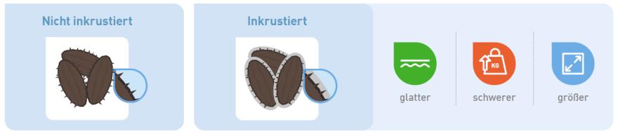 Inkrustiertes Saatgut - für einen optimalen Aussaatprozess