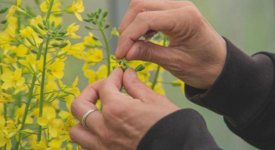 breeding for organic