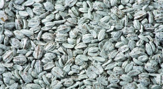 NCC coated seed of carrots