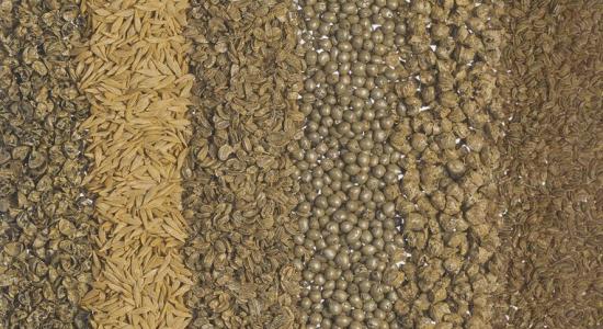 different kinds of organic seed