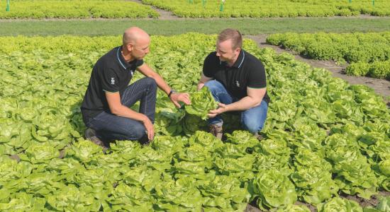 Zwei Personen begutachten im Feld Salatpflanzen und tauschen sich über die Qualität der Köpfe aus.